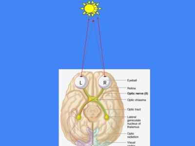 Vision Anatomy